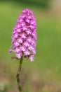 Pyramid orchid anacamptis pyramidalis flower Royalty Free Stock Photo