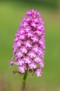 Pyramid orchid anacamptis pyramidalis flower Royalty Free Stock Photo