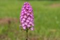 Pyramid orchid anacamptis pyramidalis flower Royalty Free Stock Photo
