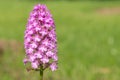 Pyramid orchid anacamptis pyramidalis flower Royalty Free Stock Photo