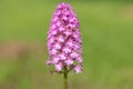 Pyramid orchid anacamptis pyramidalis flower Royalty Free Stock Photo