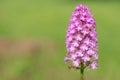 Pyramid orchid anacamptis pyramidalis flower Royalty Free Stock Photo