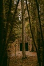 Pyramid of Wishes. Wooden pyramid in the mysterious Pokaini Forest near Dobele, Latvia during cloudy autumn day