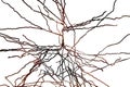 Pyramidal neuron, human brain cell