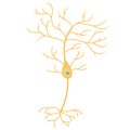 Pyramidal neurons cell Royalty Free Stock Photo