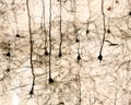 Pyramidal neurons. Cerebral cortex Royalty Free Stock Photo