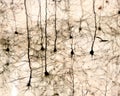 Pyramidal neurons Royalty Free Stock Photo