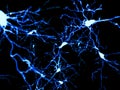 Pyramidal neurons marked by fluorescence