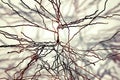Pyramidal neurons, human brain cells Royalty Free Stock Photo