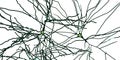 Pyramidal neurons, human brain cells