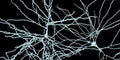 Pyramidal neurons, human brain cells Royalty Free Stock Photo