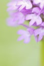 Pyramidal Orchid, Cornwall, UK Royalty Free Stock Photo