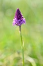 Pyramidal orchid Royalty Free Stock Photo