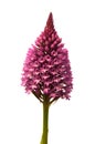 Pyramidal Orchid isolated on white - Anacamptis pyramidalis