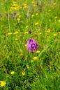 Pyramidal Orchid among wild flowers, English summer