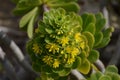 Pyramidal panicle Aeonium arboreum yellow flowers and green leaves.