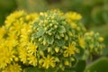 Pyramidal panicle Aeonium arboreum yellow star flowers and green leaves.