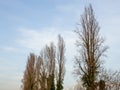 Pyramidal poplars without leaves. Fallen trees against the sky Royalty Free Stock Photo