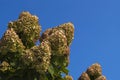 Pyramidal rounded buds of hydrangea flowers with lemon petals with pale pink tips on a background of pure light blue morning sky Royalty Free Stock Photo