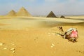 Pyramids Egypt Giza All, Panorama View, with Camel Royalty Free Stock Photo