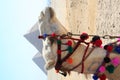 The pyramids in gaza