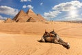 The Pyramids of Giza and a camel in the desert, Egypt Royalty Free Stock Photo