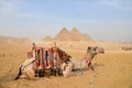 The pyramids at Giza in the desert and camel Royalty Free Stock Photo