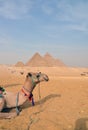The pyramids at Giza in the desert and camel Royalty Free Stock Photo