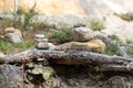 Pyramids and men of stones in the rocky mountains in the reserve Hrensko, Czech Republic. Trolls and chedo. Signs climbers. Buddhi