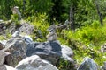 Pyramids of stones in Karelia. Pyramids of stones on a background of green forest