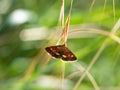 Pyrausta purpuralis grass moth