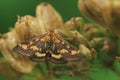 Pyrausta purpuralis moth