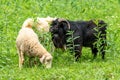 Pyrenean black goat and two sheeps feeding on plants and grass in natural green pasture Royalty Free Stock Photo