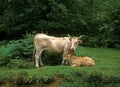 PYRENEAN CATTLE CALLED BLONDE DES PYRENEES, A FRENCH BREED, COW WITH CALF Royalty Free Stock Photo