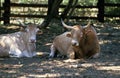 Pyrenean Cow or Blonde des Pyrenees, Domestic Cattle from France Royalty Free Stock Photo