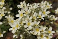 `Pyrenean Encrusted Saxifrage` flowers - Saxifraga Longifolia