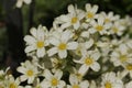 `Pyrenean Encrusted Saxifrage` flowers - Saxifraga Longifolia