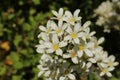 `Pyrenean Encrusted Saxifrage` flowers - Saxifraga Longifolia