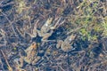 Pyrenean frog Rana Pyrenaica in Vall d Incles, Canillo, Andorra Royalty Free Stock Photo