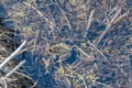 Pyrenean frog Rana Pyrenaica in Vall d Incles, Canillo, Andorra Royalty Free Stock Photo