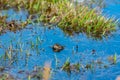 Pyrenean frog Rana Pyrenaica in Vall d Incles, Canillo, Andorra