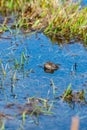 Pyrenean frog Rana Pyrenaica in Vall d Incles, Canillo, Andorra Royalty Free Stock Photo