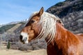 Pyrenean horse grazing outdoors on a sunny day