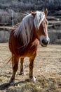 Pyrenean horse grazing outdoors on a sunny day