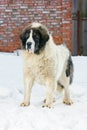 Pyrenean Mastiff