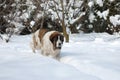 Pyrenean Mastiff