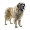 Pyrenean Mastiff breed dog isolated on white background Royalty Free Stock Photo