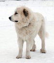 Pyrenean Mastiff