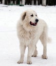 Pyrenean Mastiff in winter day.