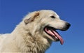 Pyrenean mountain dog